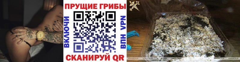 Псилоцибиновые грибы GOLDEN TEACHER  kraken маркетплейс  Белокуриха 